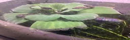 Newt reptiles for sale: Alpine newts for sale - Advert 2