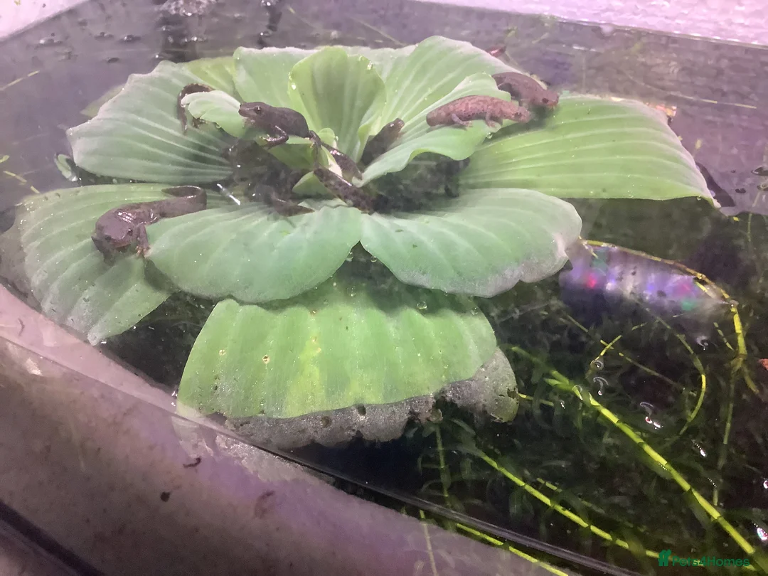 Newt reptiles for sale: Alpine newts for sale - Advert 2