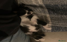 Mixed Breed cats for sale: 8 week old little boy - Image 2