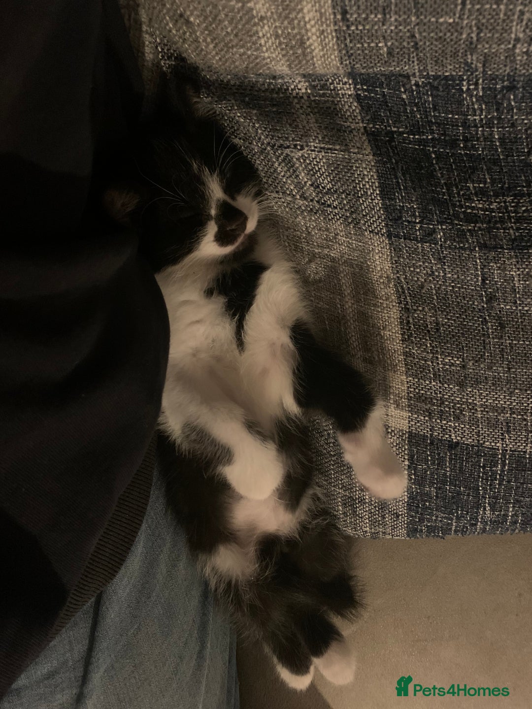 Mixed Breed cats for sale: 8 week old little boy - Image 2