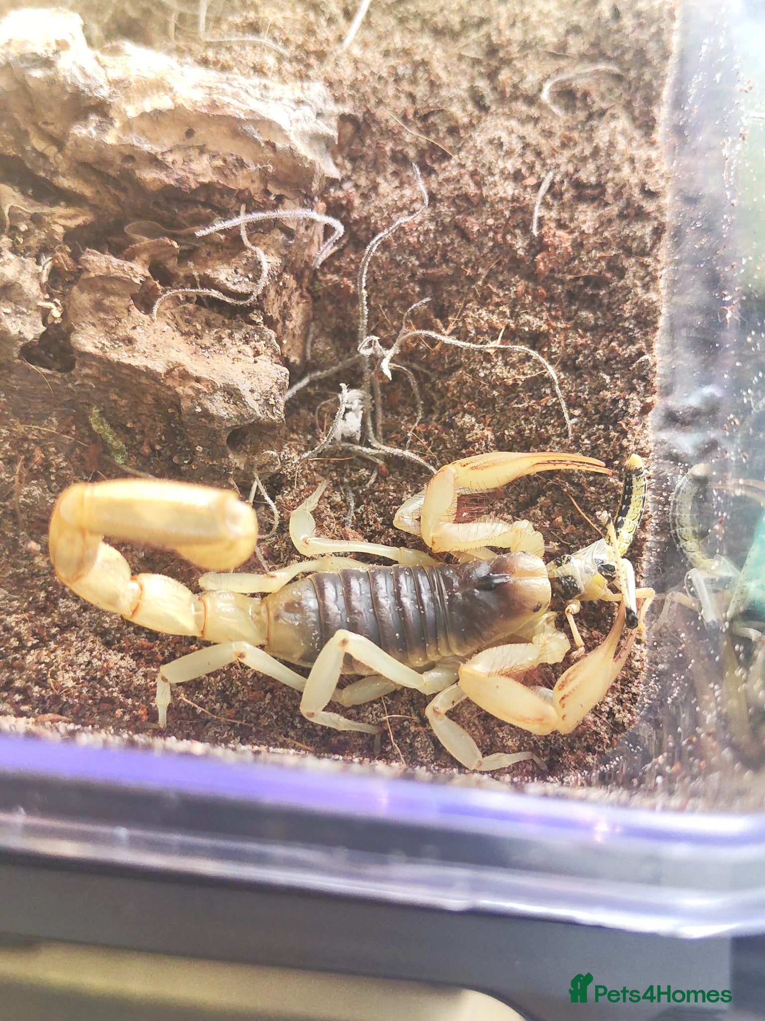 Scorpions invertebrates Desert hairy scorpion and full setup for sale  - Advert 9
