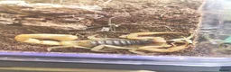 Scorpions invertebrates for sale: Desert hairy scorpion and full setup for sale  in Leven - Advert 1