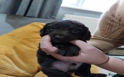 Cockapoo dogs for sale: Adorable Cockapoo puppies  - Image 20