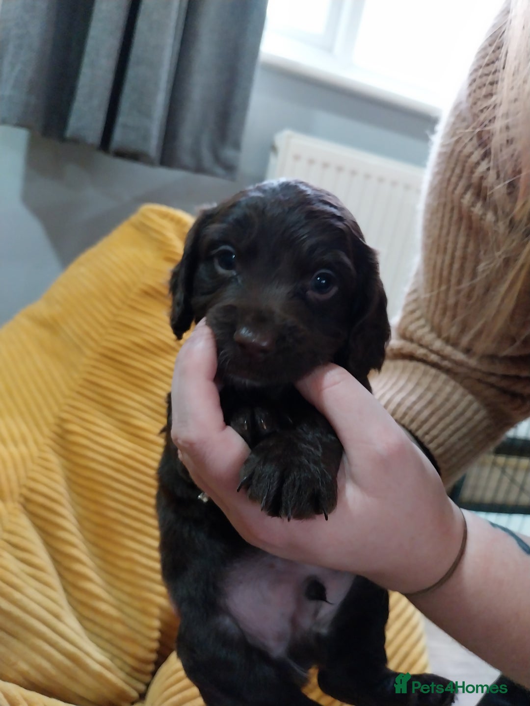 Cockapoo dogs for sale: Adorable Cockapoo puppies  - Image 20