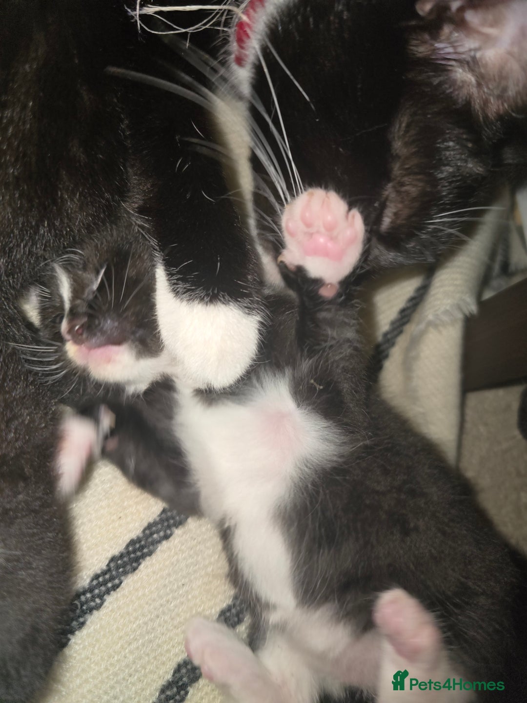 Mixed Breed cats for sale: Kittens looking for loving homes  - Advert 3