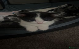 British Shorthair cats for sale: 2 adorable kittens - Image 4