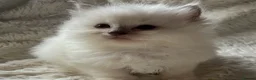 Ragdoll cats for sale: Registered Cheribum Kittens - Advert 4