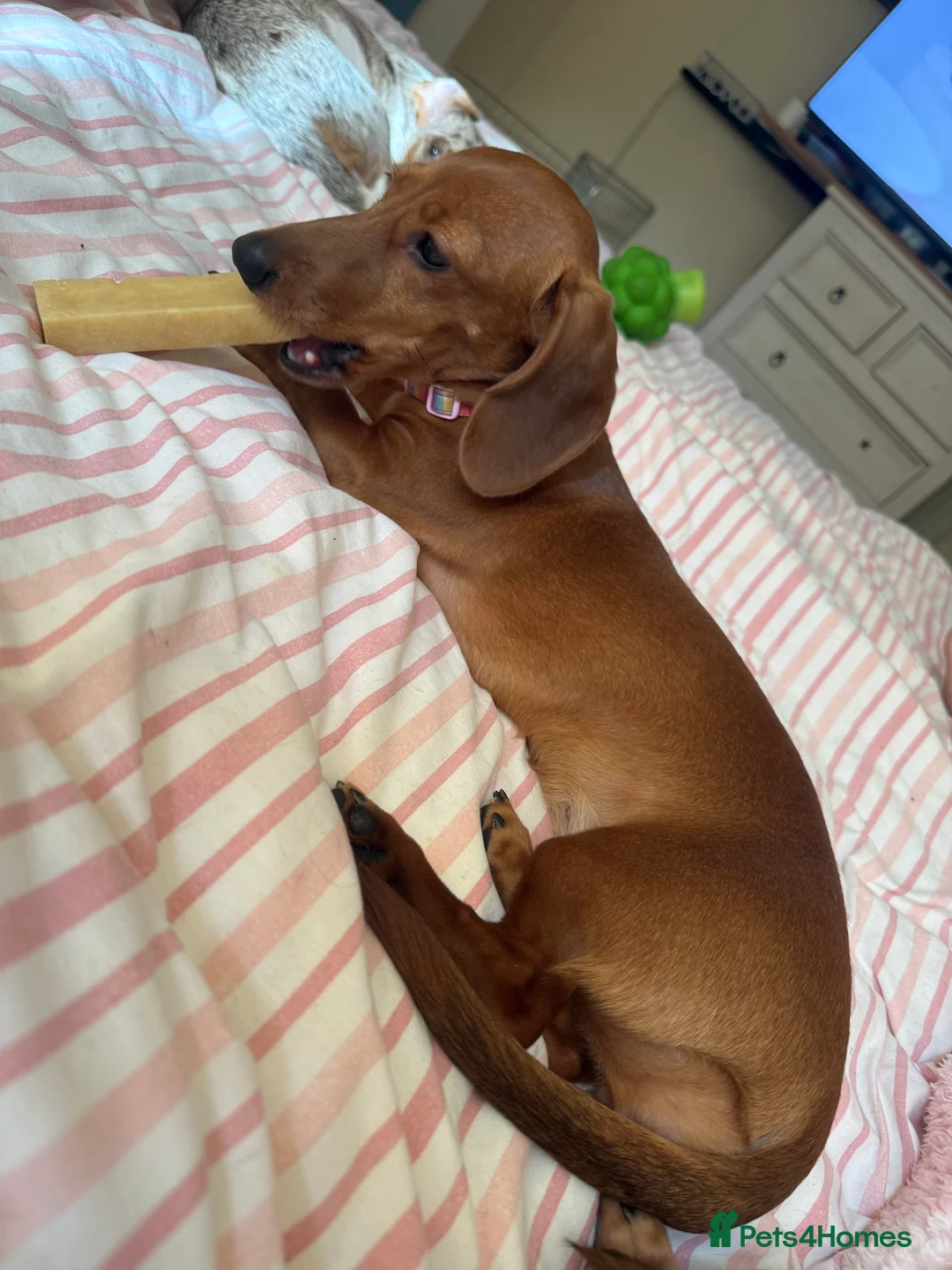 Miniature Dachshund dogs for sale: KC Miniature Dachshund, READY NOW  - Advert 3