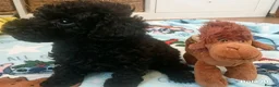 Toy Poodle dogs for sale: 🩷1 left🩷 - Advert 8
