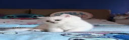 British Shorthair cats for sale: Beautiful Kittens for Sale – 3 Boys & 1 Girl 🐱💕 in Luton - Advert 30