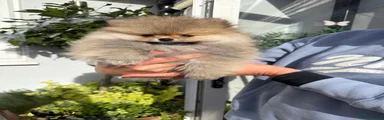 Pomeranian 3