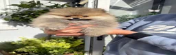 Pomeranian dogs for sale: Stunning Pomeranian Puppies for sale  in Billingshurst - Advert 3