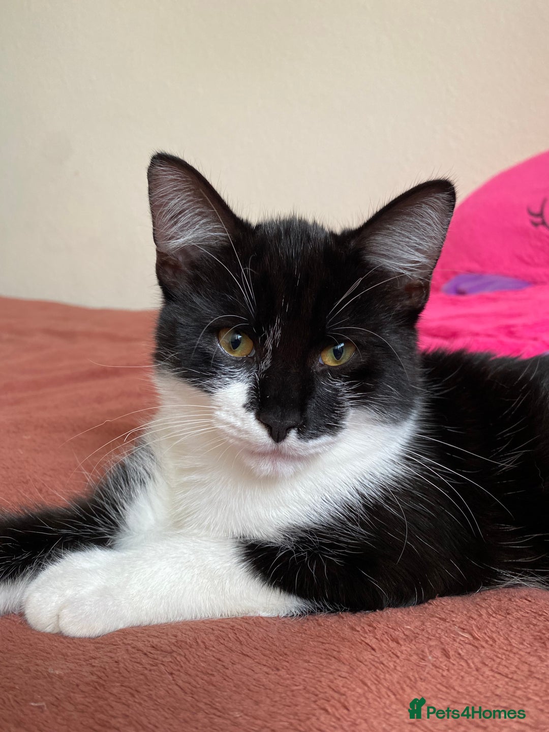 Mixed Breed cats for sale: Beautiful kitten  - Image 22