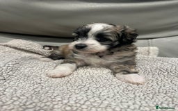 Maltipoo dogs for sale: Very small Maltipoo  - Image 7