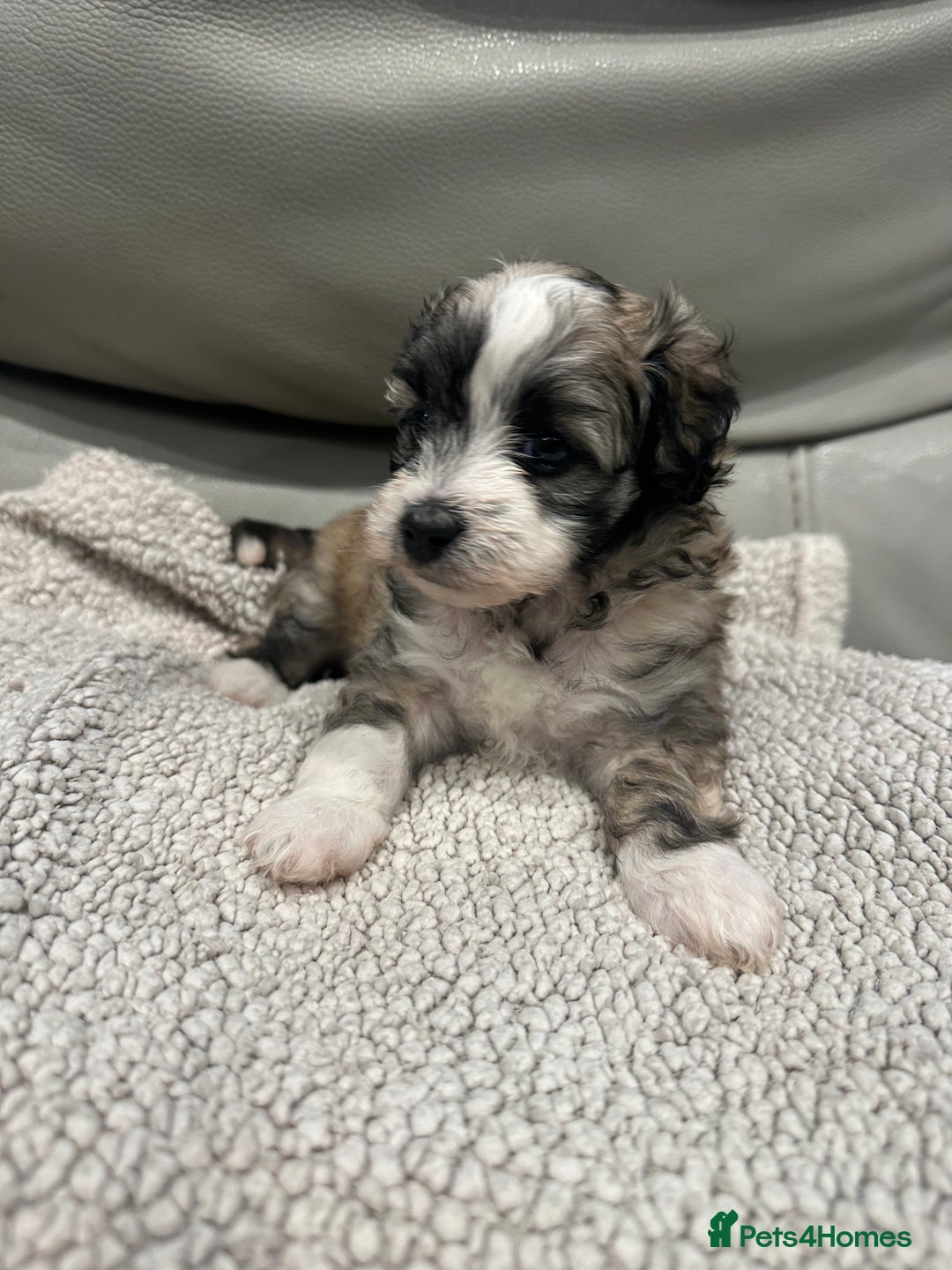 Maltipoo dogs for sale: Very small Maltipoo  - Image 7