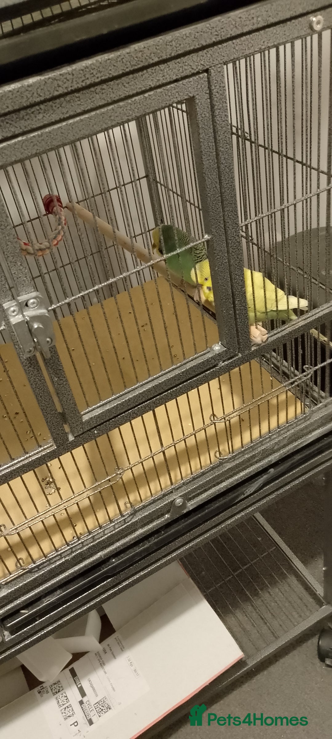 Budgerigars birds for sale: Last year budgies cages seed and sand sheets  - Advert 2