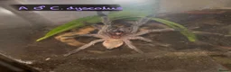 Tarantulas invertebrates for sale: Various tarantulas looking for new homes - Advert 15