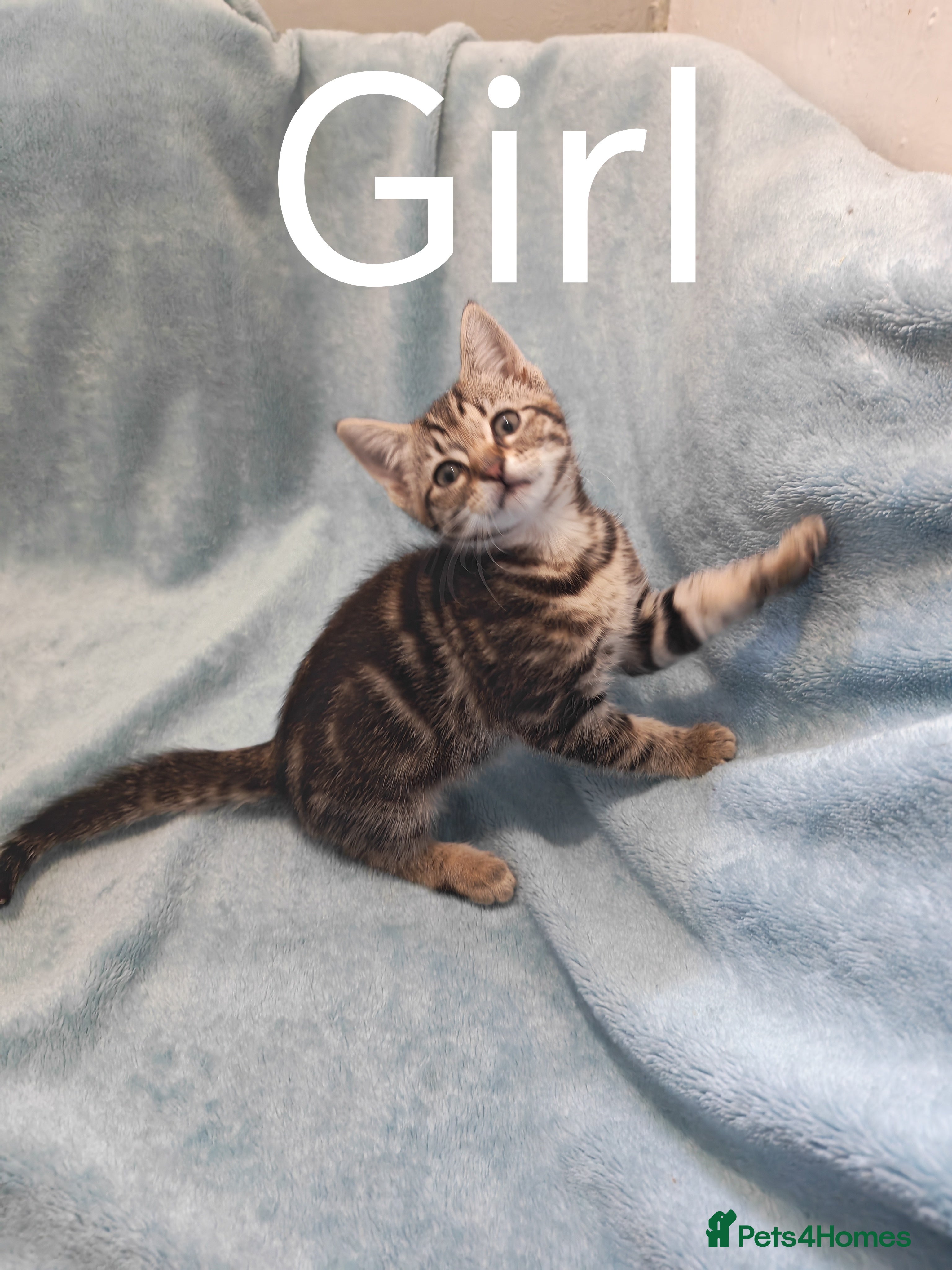 Mixed Breed cats Tabby girls Videos 9 weeks old - Advert 5