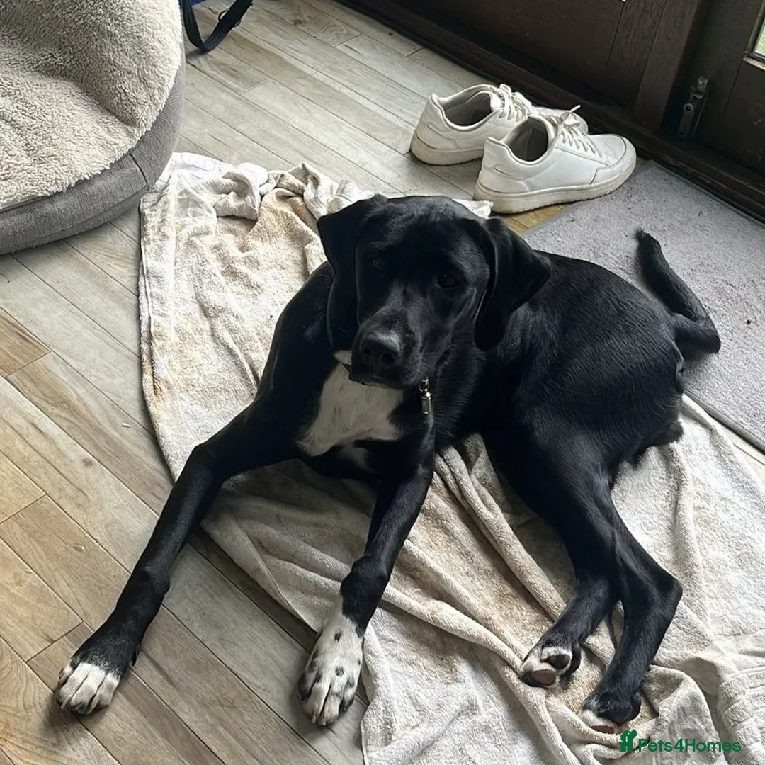 Mixed Breed dogs for adoption: Enzo (Labrador/Pointer mix) - Image 7