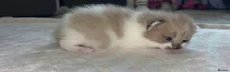 Ragdoll cats for sale: female Ragdoll, ready to go June 26th June - Advert 23
