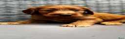 Goldendoodle dogs for sale: 🐾7 beautiful goldendoodles ready now🐾 - Advert 18