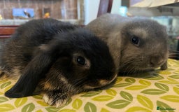 Mini Lop rabbits for sale: Two Mini Lop with Plush Baby Boys - Image 1