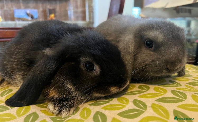 Mini Lop rabbits - Advert 6