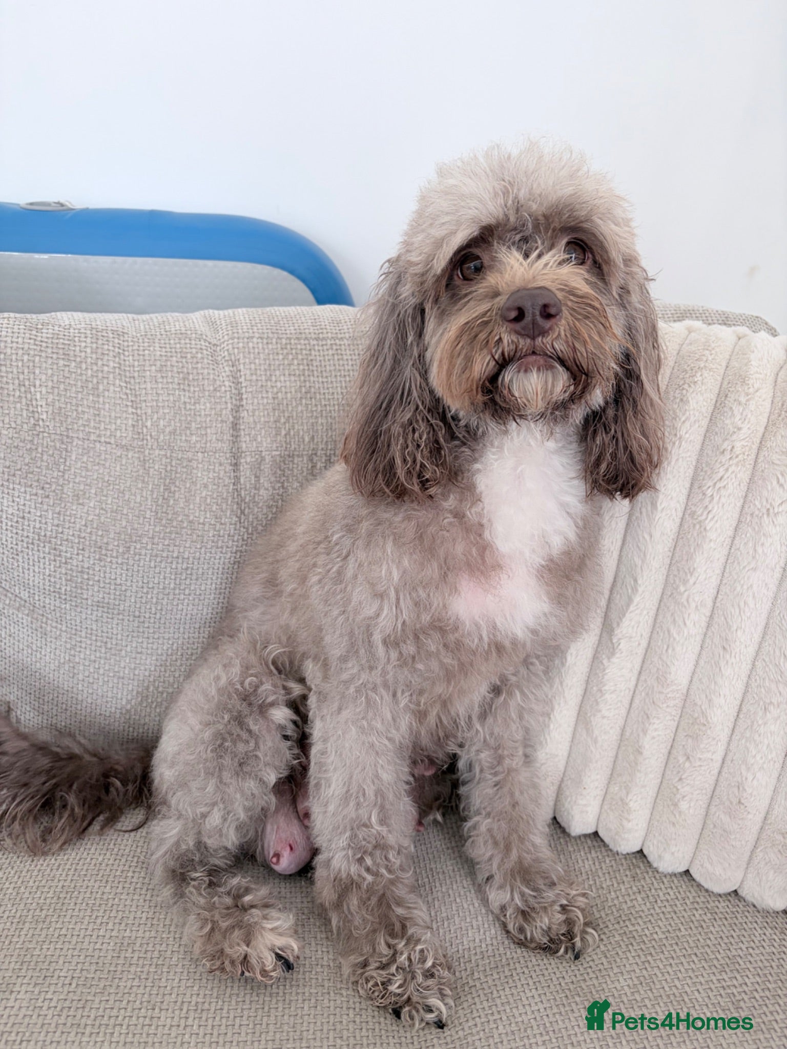 Sproodle dogs Beautiful pup for sale - Advert 1