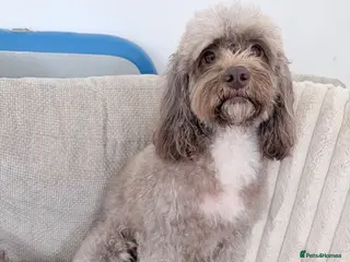 Sproodle dogs Beautiful pup for sale - Advert 1