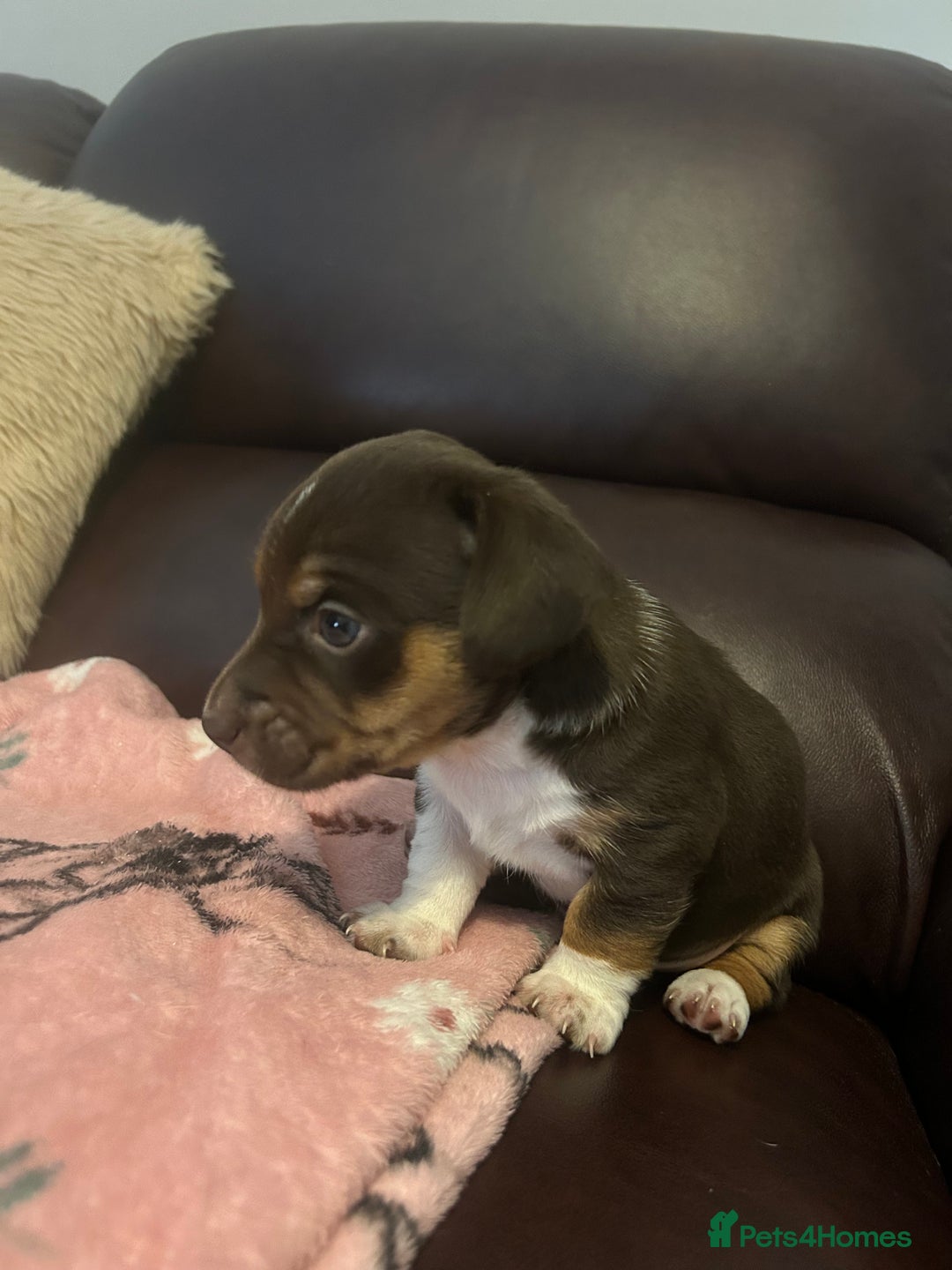Mixed Breed dogs for sale: Jack-Chi Puppies - 2 Boys Left - Image 6