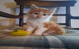 Mixed Breed cats for sale: Gorgeous Chunky Kittens  - Image 9