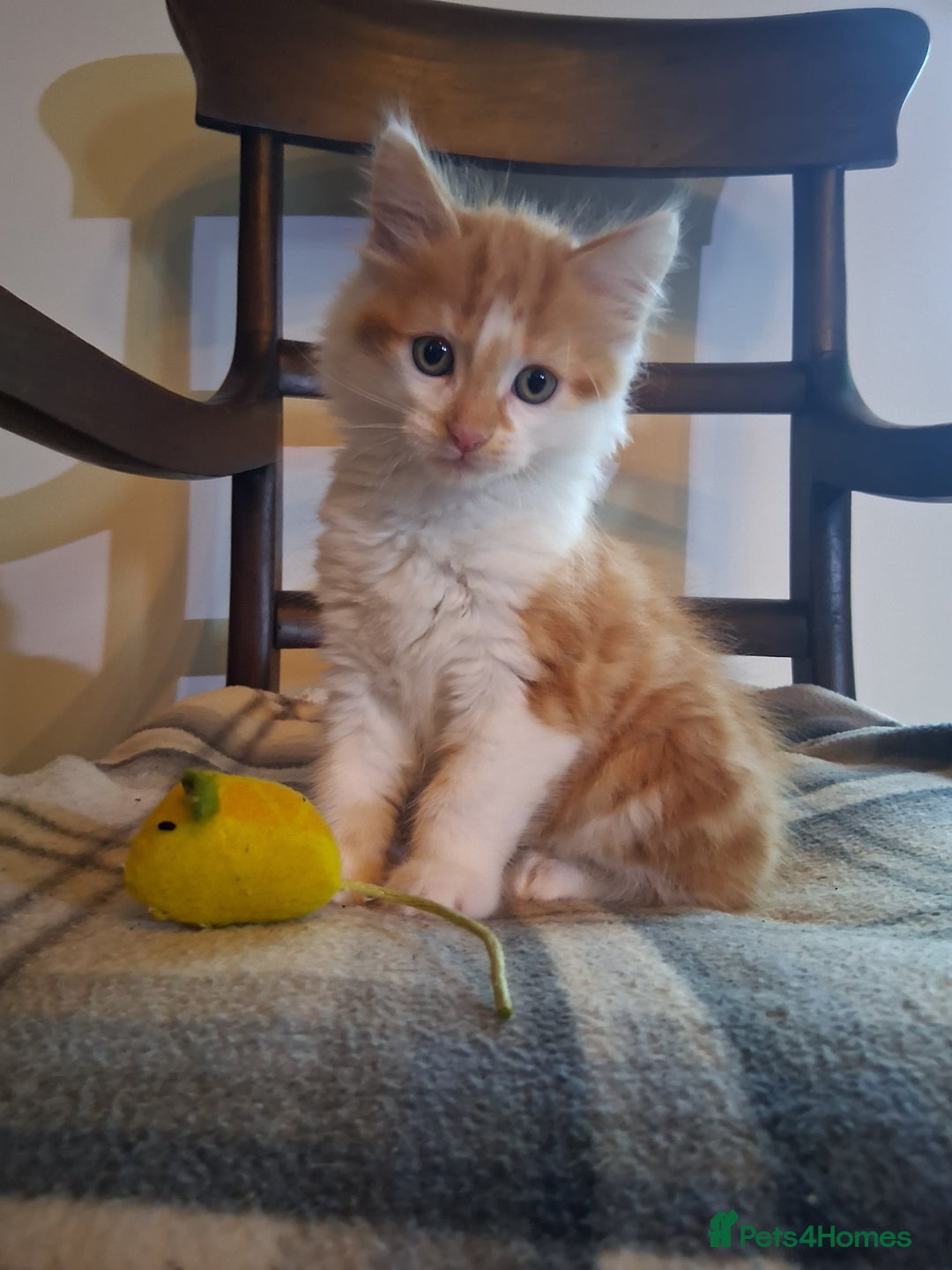 Mixed Breed cats for sale: Gorgeous Chunky Kittens  - Image 9