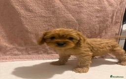 Cavapoo dogs for sale: Adorable red cavapoo pups - Advert 7