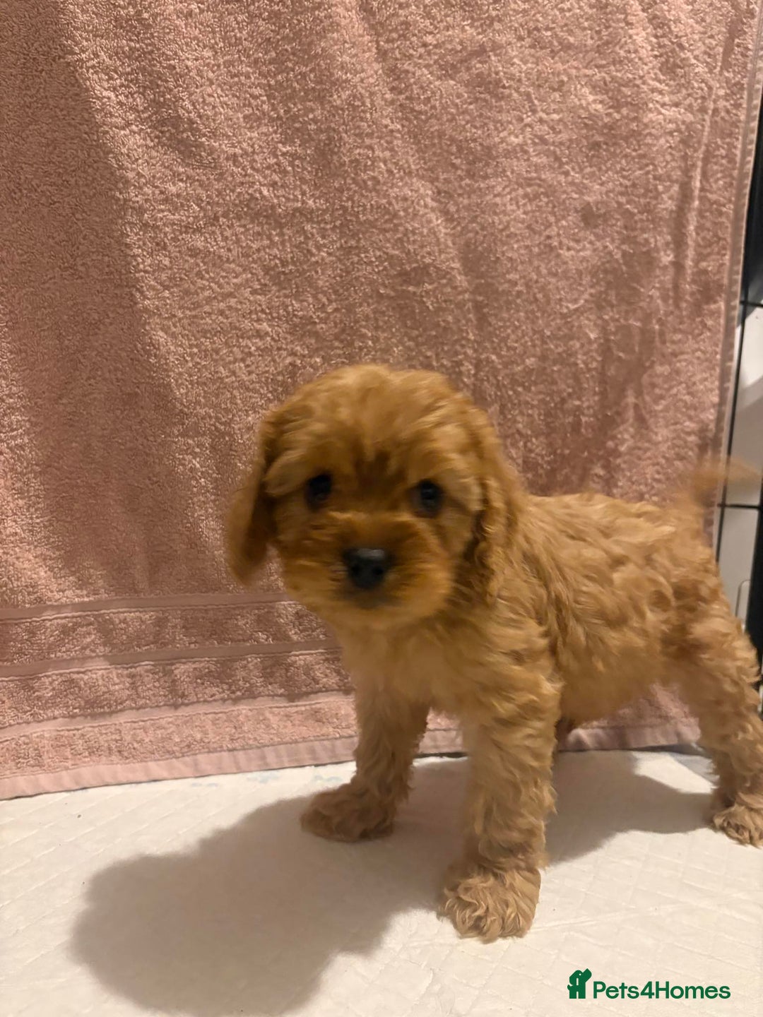 Cavapoo dogs for sale: Adorable red cavapoo pups - Advert 7