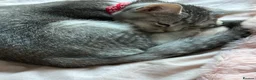 British Shorthair cats for sale: Unusual litter of British Shorthair Kittens  - Advert 4