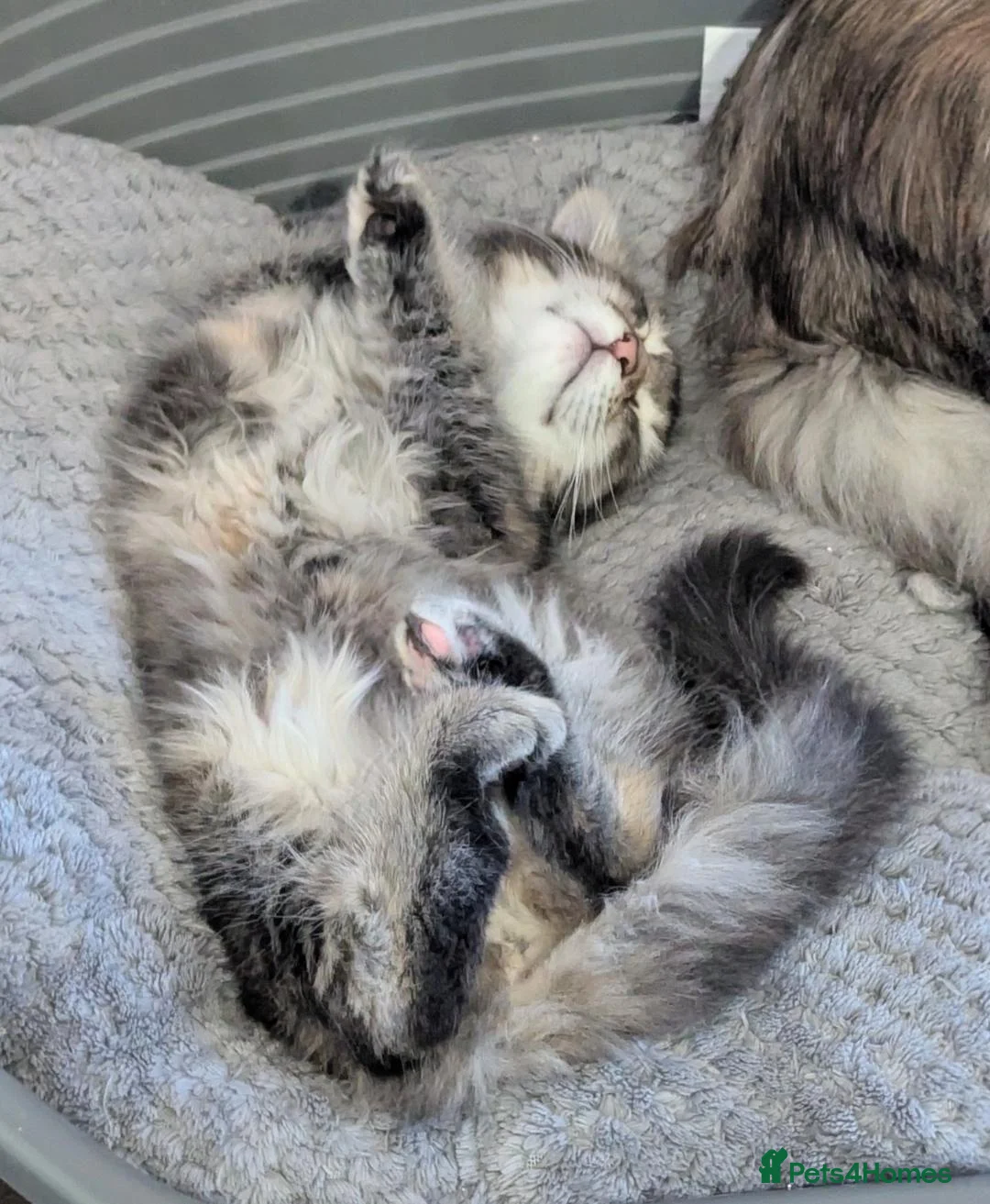 Maine Coon cats for sale: 🐾Pedigree Maine Coon Kittens–2 Boys Available 🐾 - Advert 2