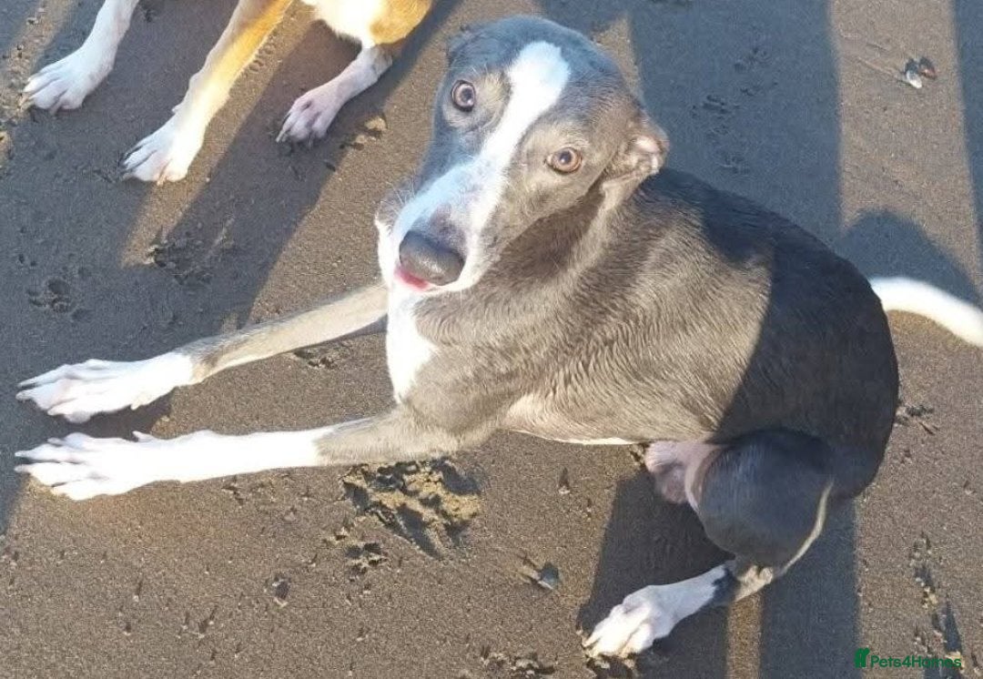 Whippet dogs Blue & white whippet for stud. - Advert 1