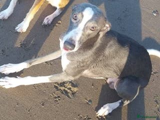 Whippet dogs Blue & white whippet for stud. - Advert 7