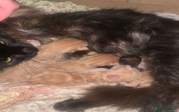 Mixed Breed cats for sale: Gorgeous kittens💗 - Image 4