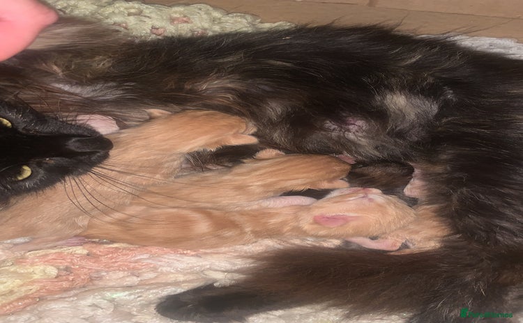 Mixed Breed cats - Advert 16