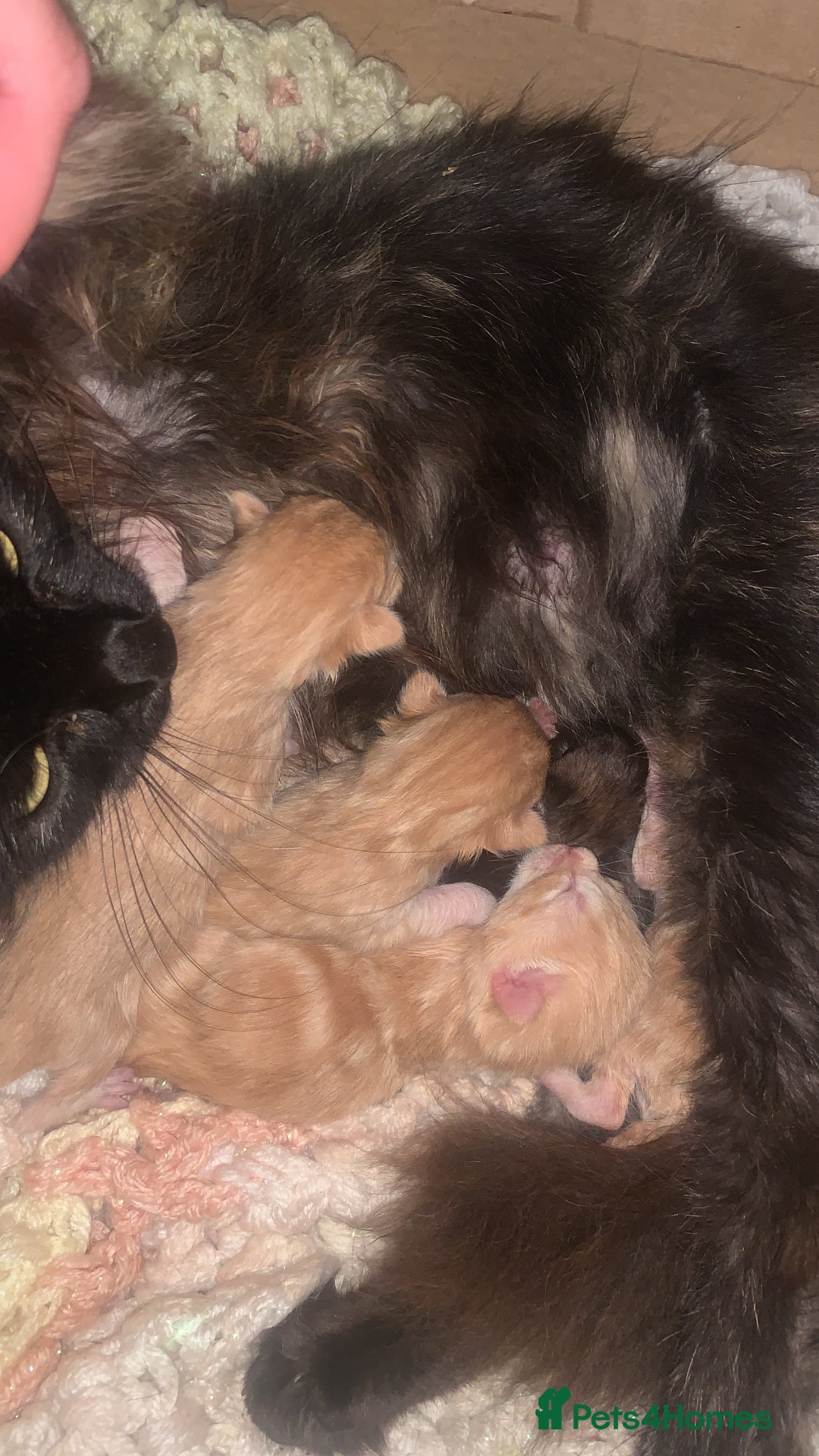 Mixed Breed cats for sale: Gorgeous kittens💗 - Image 4