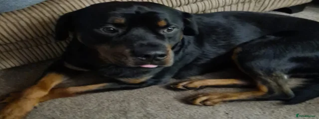 Loki