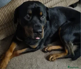 Loki