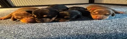 Dachshund dogs for sale: Miniature Dachshunds  in Bridgwater - Advert 15