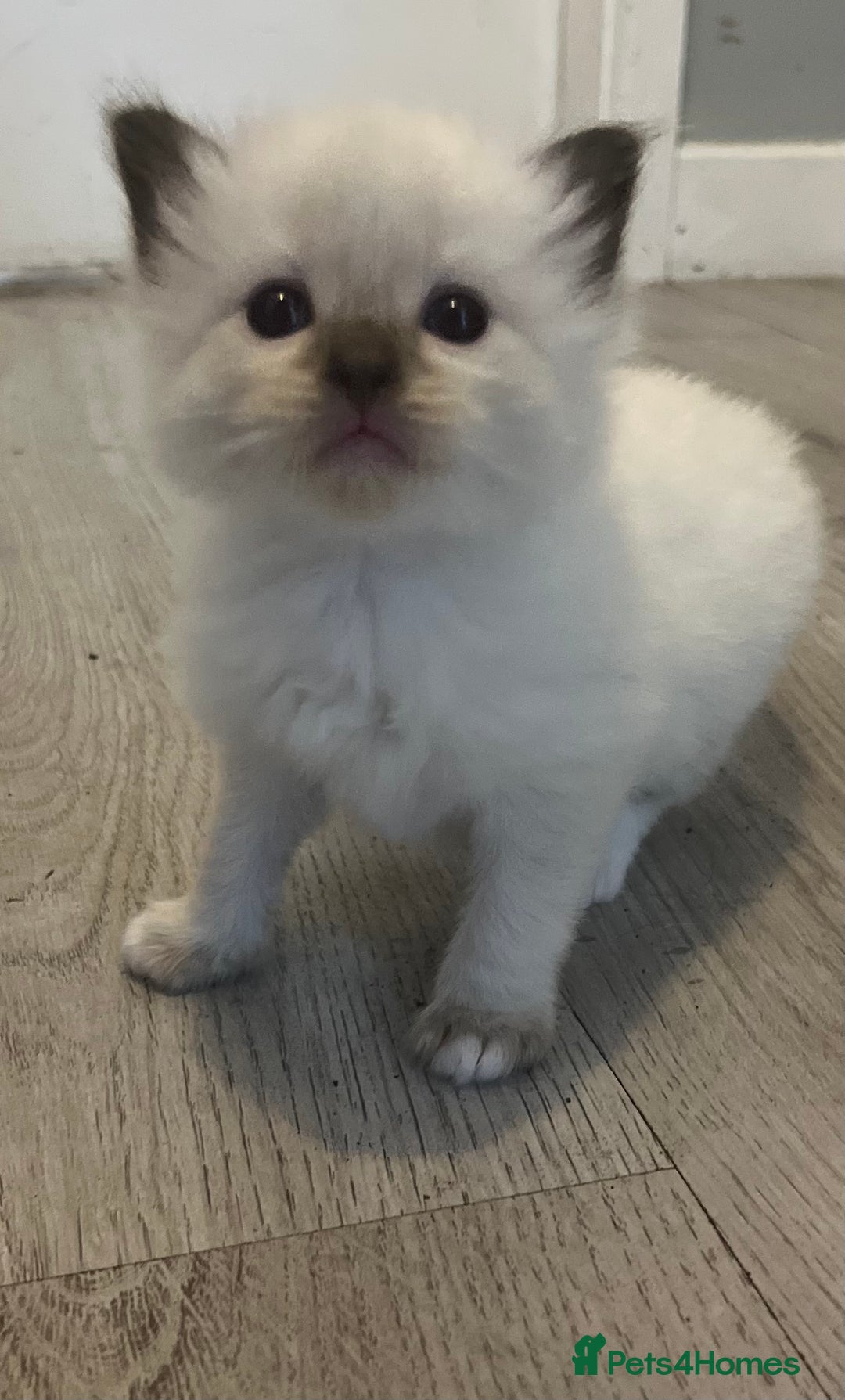 Ragdoll cats for sale: Ragdoll kittens can hold for Christmas 🎅🏼  - Image 12