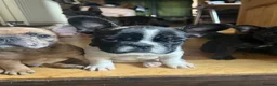 French Bulldog dogs for sale: French bulldog puppies looking for good new home  in Lancaster - Advert 22