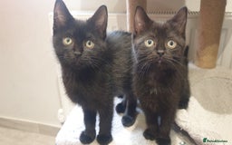 Mixed Breed cats for sale: 2 female kittens to go together - Image 1