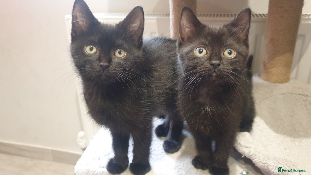 Mixed Breed cats for sale: 2 female kittens to go together - Image 1