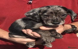 Cockerdor dogs for sale: AMAZING COCKERDOR/COCKADOR PUPPIES - Image 32
