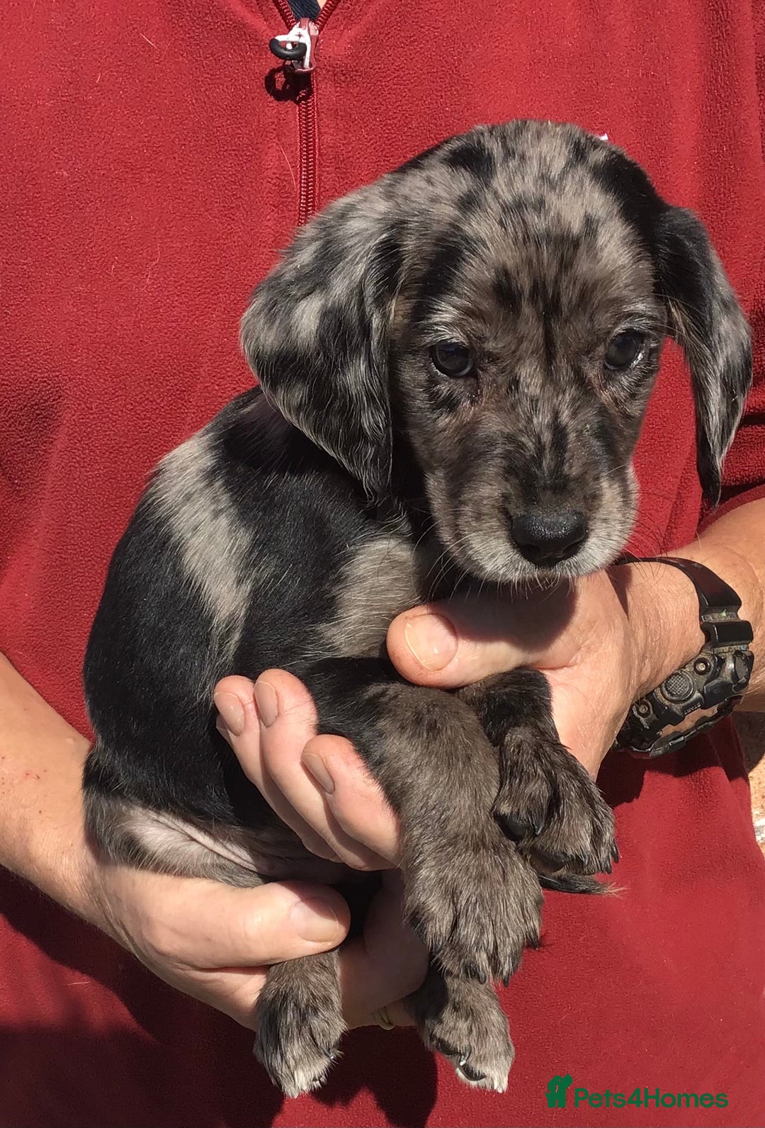 Cockerdor dogs for sale: AMAZING COCKERDOR/COCKADOR PUPPIES - Image 32